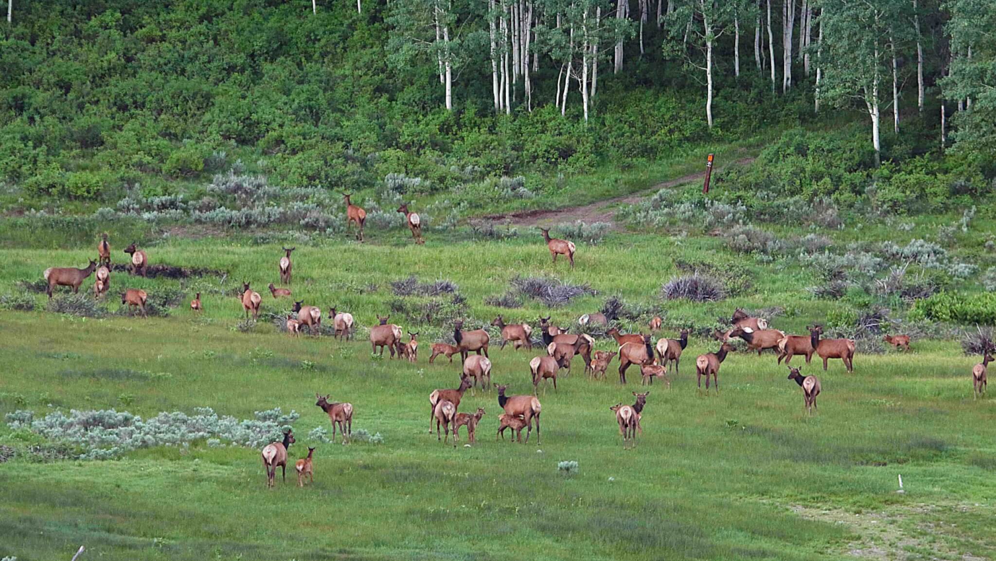 Utah antlerless hunt 2026: how to apply, deadlines and what’s new this year