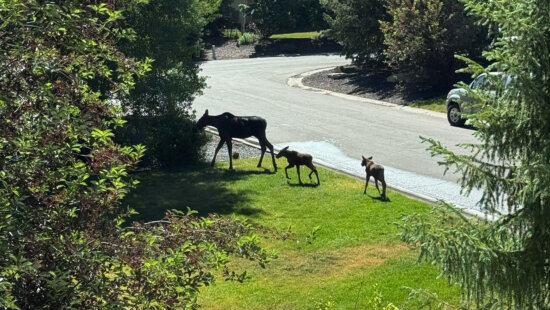 A cow moose and her two calves cross near a roadway off SR-224, where concerned residents have been urging drivers to slow down