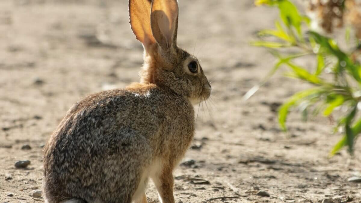 Deceased cottontail rabbits in Summit County recently tested positive for RHDV-2.