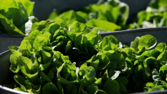 Organic lettuce is displayed in Falls Church, Va., Saturday, March 11, 2017.