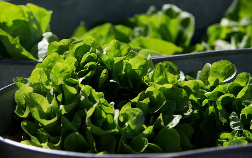 Organic lettuce is displayed in Falls Church, Va., Saturday, March 11, 2017.