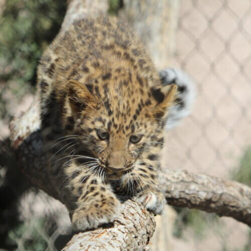 Amur leopard cub Caspian. 