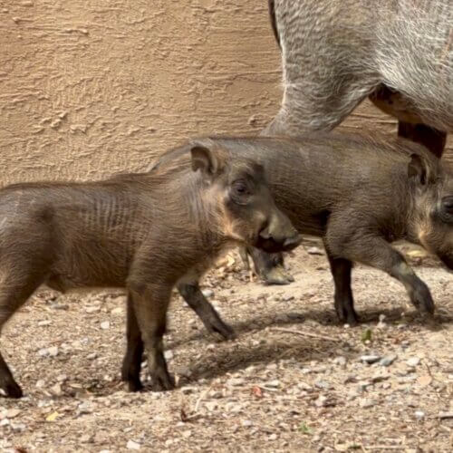 Warthog piglets. 