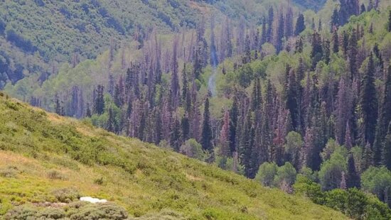 An AI camera alerted fire officials to smoke on Lewis Peak Friday morning.