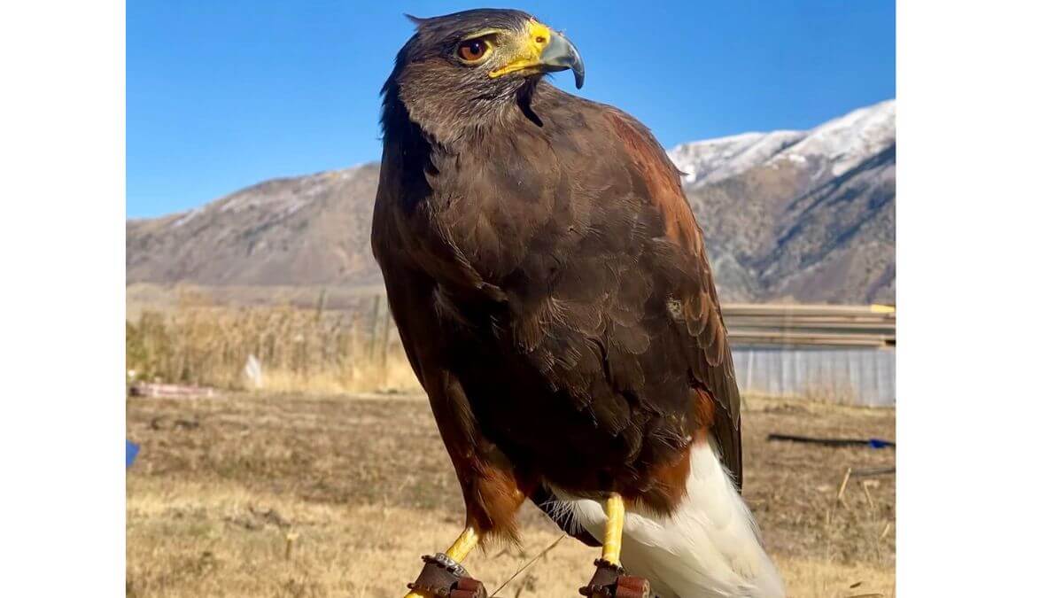 Harris’s Hawk, Stax, escaped.