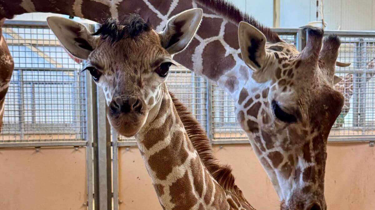 A new baby giraffe was born at Utah's Hogle Zoo in July.