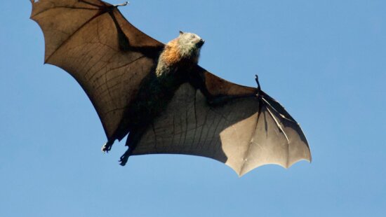 Utah wildlife officials say sightings often increase in July and August as young bats learn to fly and leave their roosts.