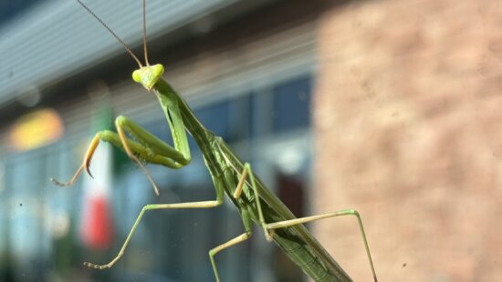 A praying mantis, likely a Chinese mantid, clings to a storefront window in Park City on Thursday. Late summer is peak mantis season in Summit County, when the insects reach full adult size.