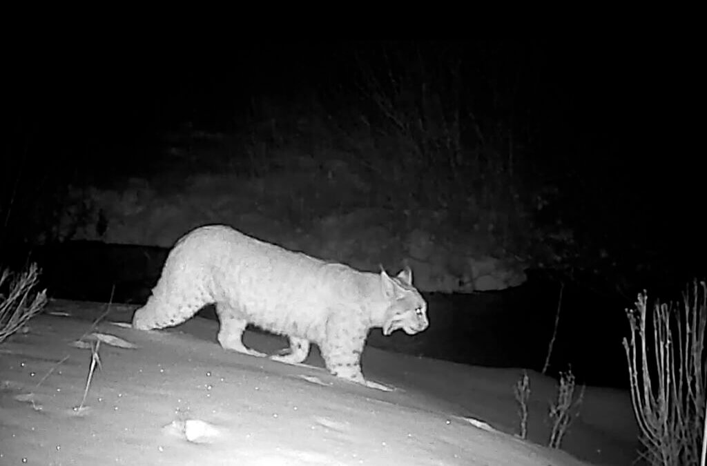 A bobcat is captured by a wildlife camera along the SR-224 corridor, where Save People Save Wildlife is monitoring animal movement to help guide future safety recommendations.