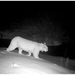 A bobcat is captured by a wildlife camera along the SR-224 corridor, where Save People Save Wildlife is monitoring animal movement to help guide future safety recommendations.