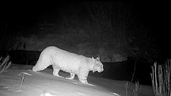 A bobcat is captured by a wildlife camera along the SR-224 corridor, where Save People Save Wildlife is monitoring animal movement to help guide future safety recommendations.