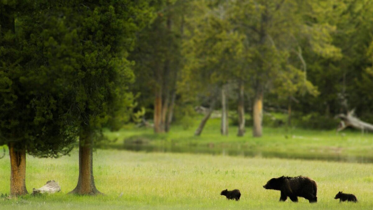 Drought and wildfires can reduce natural sources of food, water and shelter, potentially pushing wildlife closer to Utah neighborhoods. Residents are urged to secure garbage, remove outdoor food and water sources, and maintain a safe distance from wild animals.