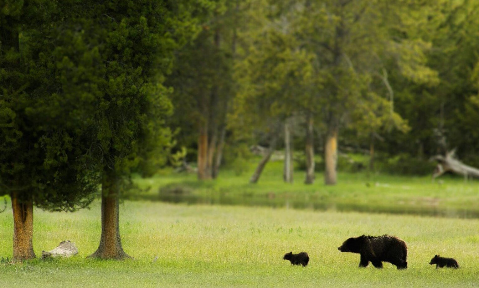 Drought, wildfires may push Utah wildlife into residential areas
