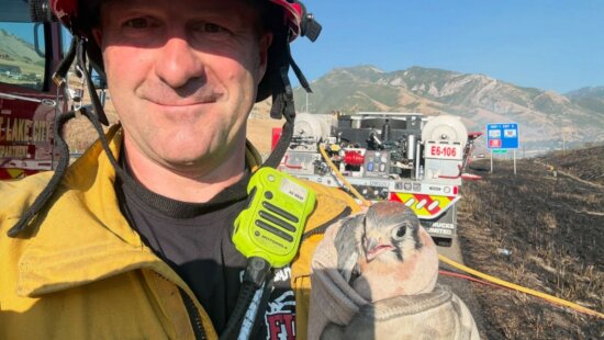 Firefighters helped rescue two juvenile kestrels at the Millcreek Fire.