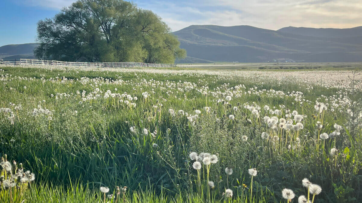 Lind Ranches in Marion, where nearly 100 acres of working agricultural land in the Kamas Meadows have been permanently protected through a conservation easement with Summit Land Conservancy.