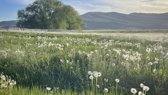 Lind Ranches in Marion, where nearly 100 acres of working agricultural land in the Kamas Meadows have been permanently protected through a conservation easement with Summit Land Conservancy.