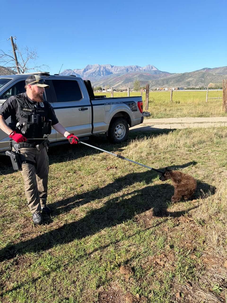 Photo: townlift.com Rescued Bear Cub Safe Near Heber City Airport