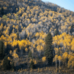 910 ranch fall foliage