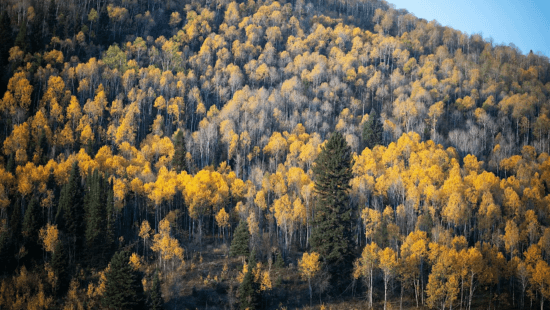 910 ranch fall foliage