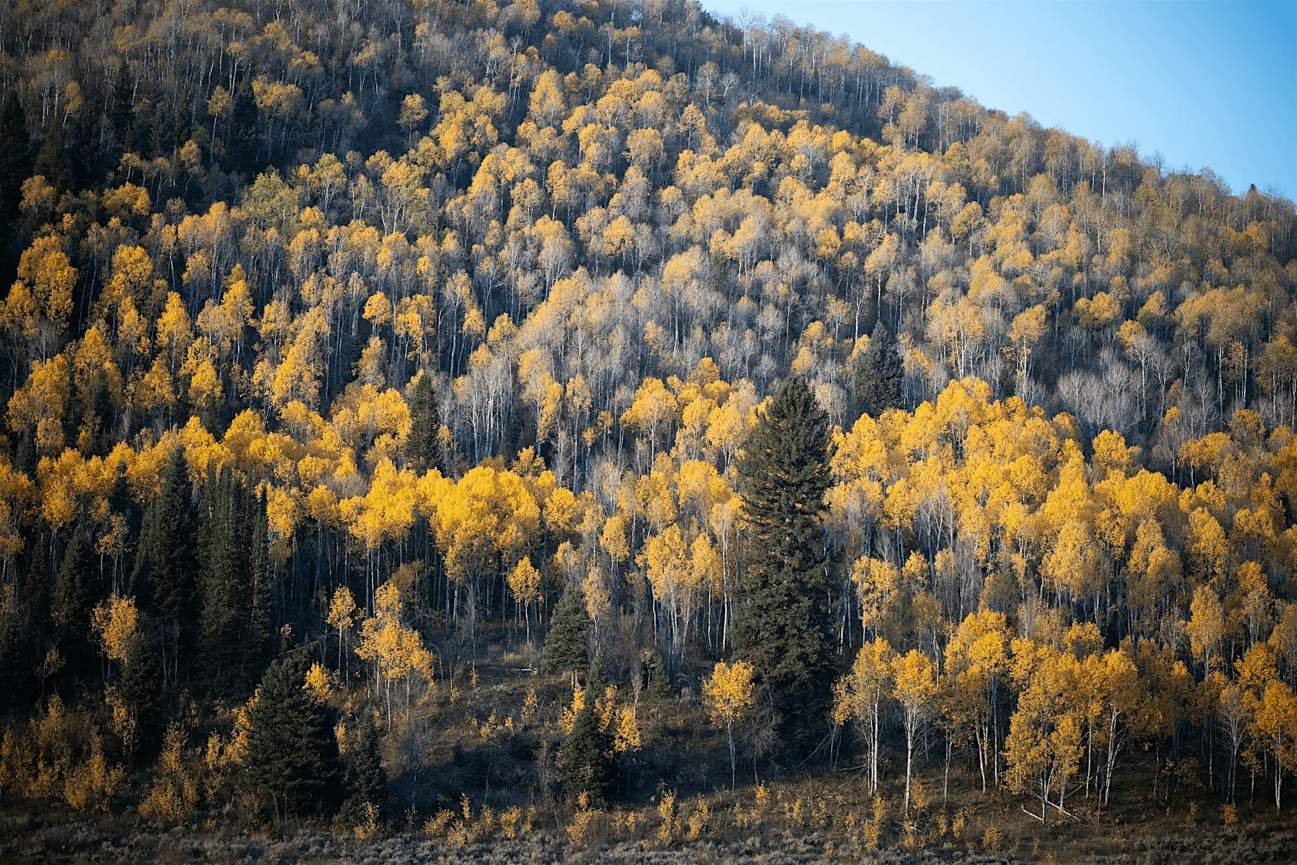 910 ranch fall foliage