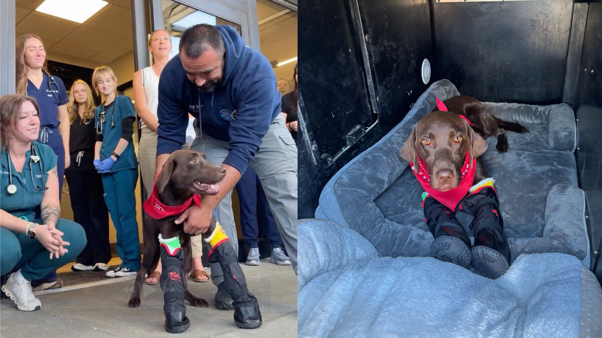 Park City Police K9 Bruno, wearing casts on both front legs, walks out of MedVet Animal Hospital in Salt Lake City with his handler as veterinary staff look on Thursday