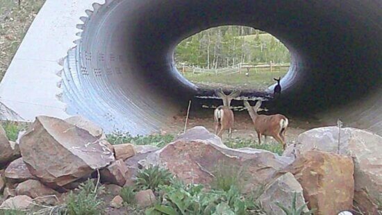 The wildlife underpass near Strawberry Reservoir.