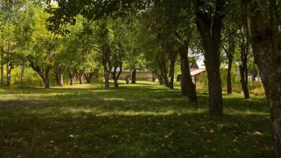 Huber Grove apple orchard in Wasatch Mountain State Park.