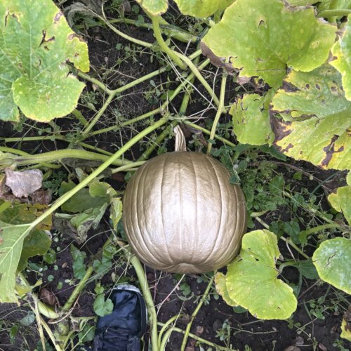 Great Golden Pumpkin // Heber Valley Harvest