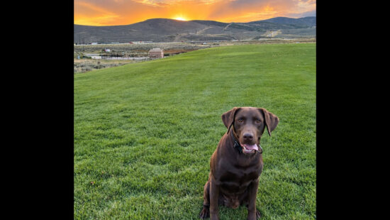 Bruno sustained two broken legs and a fractured jaw after jumping from a freeway overpass Tuesday while assisting with a suspicious package investigation at the U.S. 40/I-80 interchange.