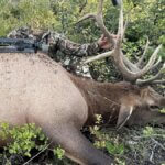 Illegal elk poaching in eastern Utah.