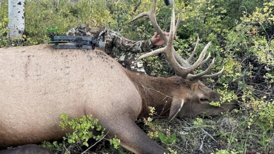 Illegal elk poaching in eastern Utah.