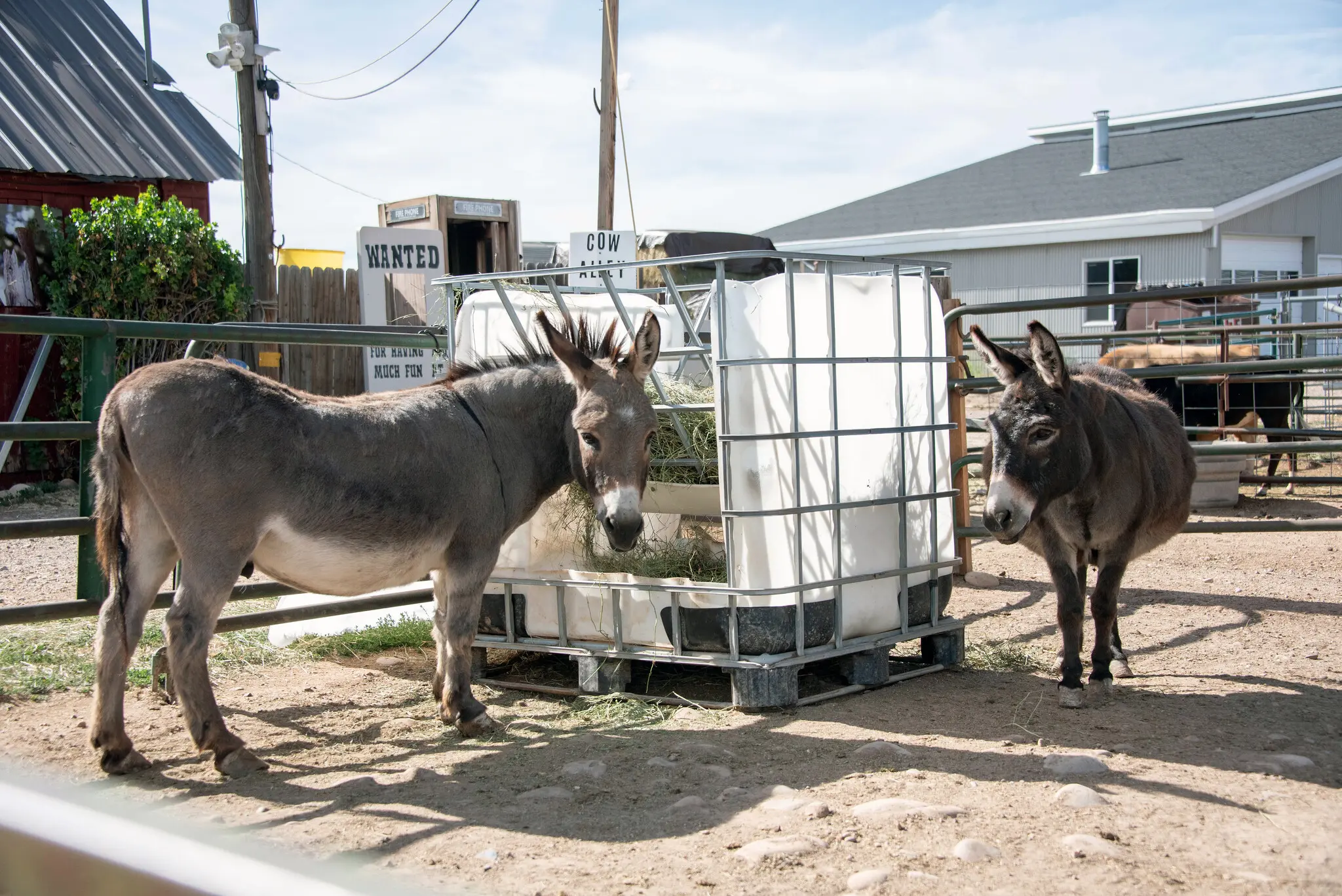 Donkeys at Rundown Ranch // Dana Klein
