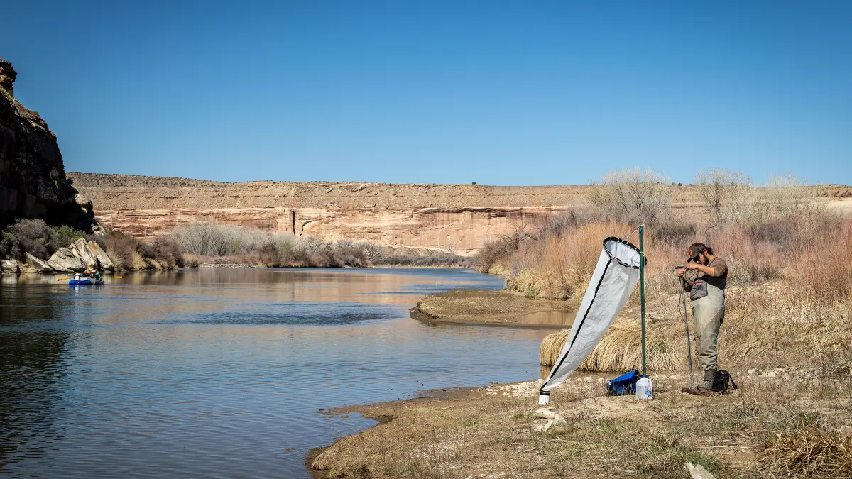 A biologist working at the Colorado River, where a live zebra mussels was detected in Utah.