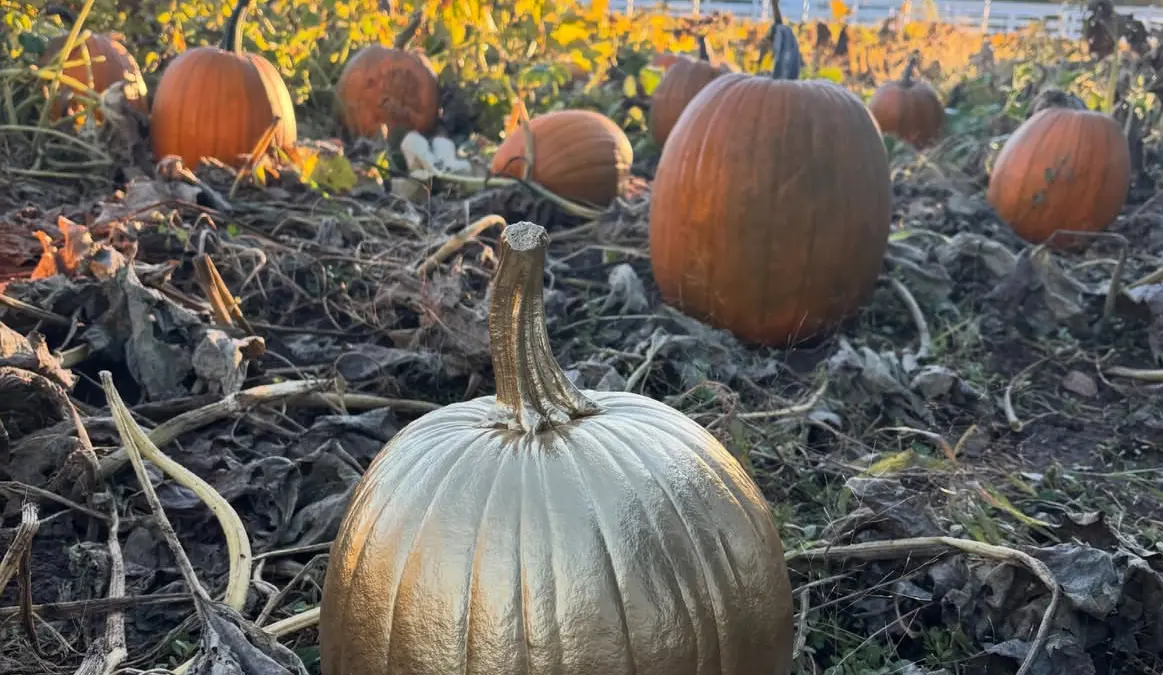 Great Golden Pumpkin found // Heber Valley Harvest