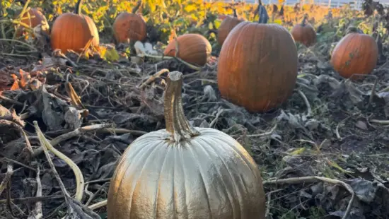 Great Golden Pumpkin found // Heber Valley Harvest
