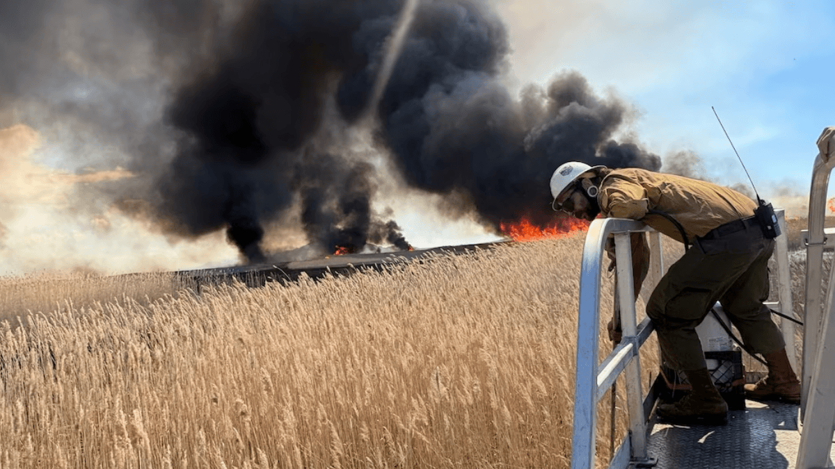 Firefighter in tan gear watching flames and black smoke rise from a field of tall dry reeds.