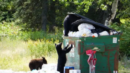 Bears rummage through garbage at a dumpster in Whitefish, Montana. Wildlife officials nationwide have received a record number of calls about human-bear conflicts this year.